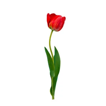 Red Tulip Flower